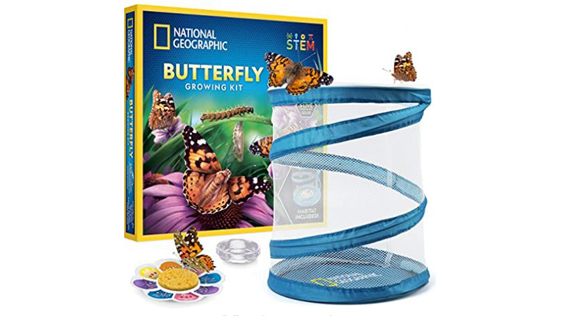 National Geographic Butterfly Growing Kit 